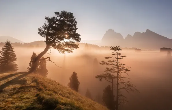Picture mountains, fog, morning, pine