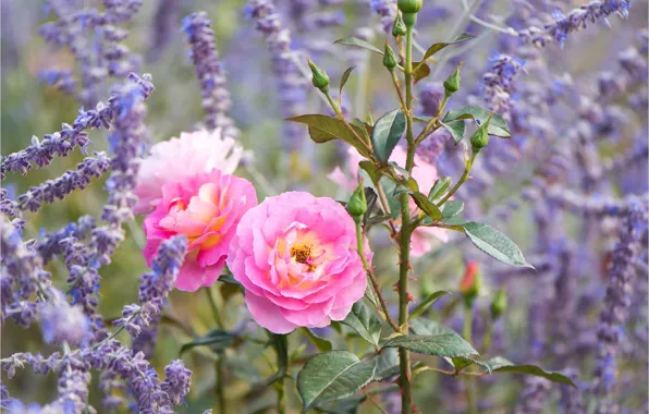 Picture roses, lavender, buds