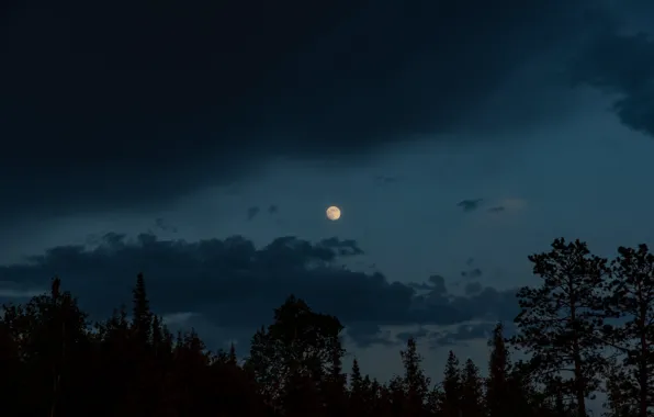Picture forest, the sky, clouds, trees, nature, the moon, the evening