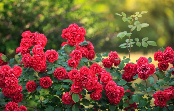 Picture red, rose, rose garden