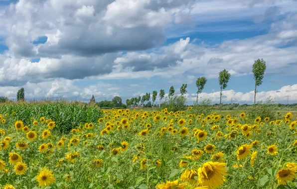 Picture road, field, clouds, trees, sunflowers, the wind