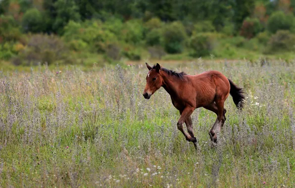 Picture field, grass, nature, horse, horse, walk, chestnut, foal, foal