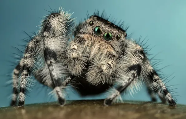 Picture eyes, macro, pose, background, blue, black and white, legs, spider, hairy, striped, posing, jumper, jumper, …