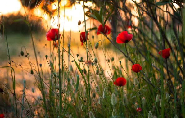 Picture field, grass, light, sunset, flowers, Mac, Maki, red