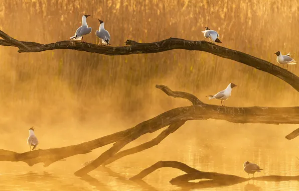 Picture birds, fog, branch, Seagull