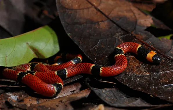Picture nature, snake, red
