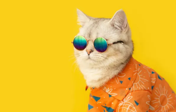 Picture cat, cat, shirt, yellow background, темный очки