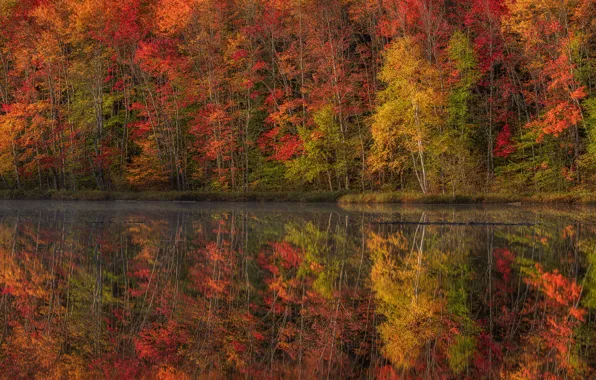 Picture autumn, forest, reflection, pond