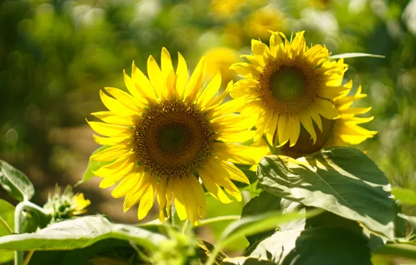 Picture summer, macro, light, sunflowers, flowers, yellow, bokeh