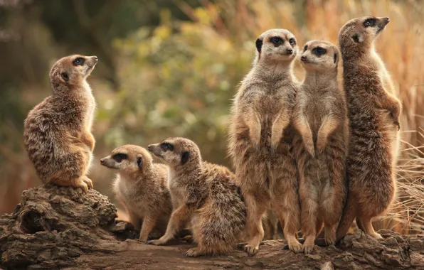 Picture animals, nature, group, meerkats, company, a lot, stand, meerkat, meerkat