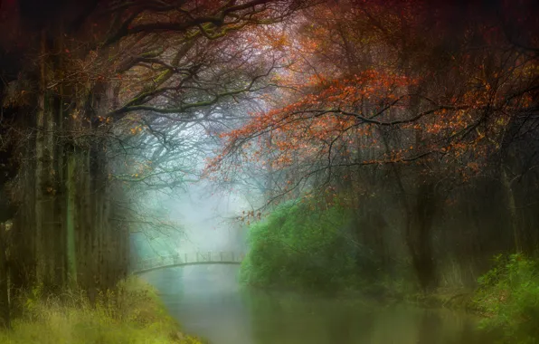 Picture autumn, trees, branches, fog, pond, shore, foliage, morning, the bridge, pond