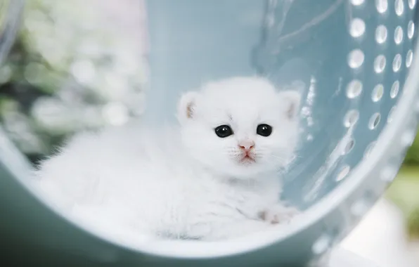 Picture cat, white, light, kitty, baby, lies, bokeh
