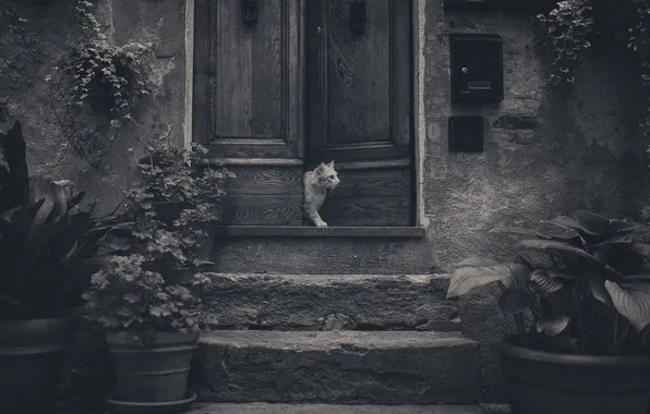 Picture cat, flowers, the door, stage, cat, flowers, door, steps, Anton Rostov