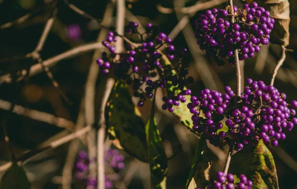 Picture leaves, light, branches, nature, berries, the dark background, fruit, lilac, bokeh, cranioplastic