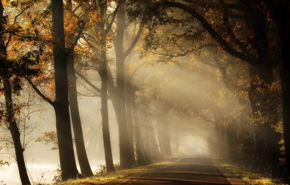 Picture road, autumn, Park