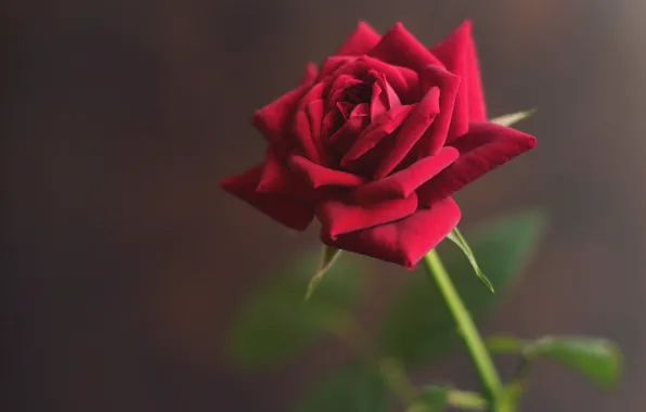 Picture rose, petals, red, velvet