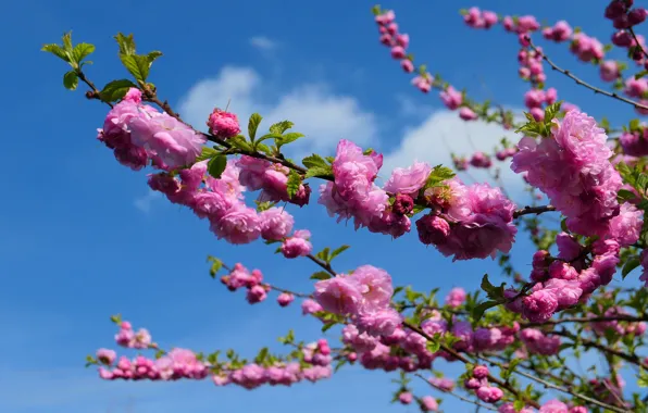 Picture clouds, flowers, branches, blue, tree, bright, spring, pink, flowering, flowering, almonds, blue sky
