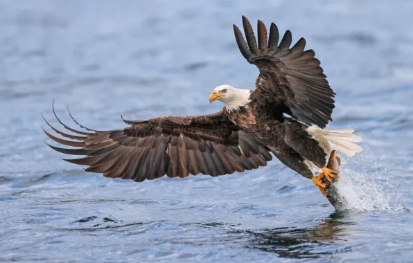 Picture look, flight, bird, fishing, fish, pond, predatory, mining, bald eagle