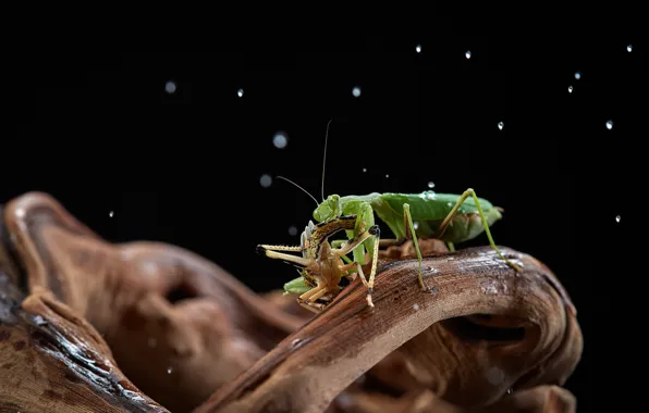 Picture macro, tree, mantis, insect, grasshopper, snag, black background, mining
