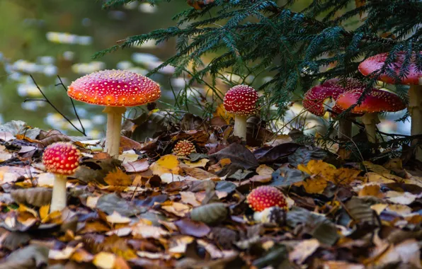Picture autumn, forest, branches, glade, foliage, mushrooms, Amanita, needles, family