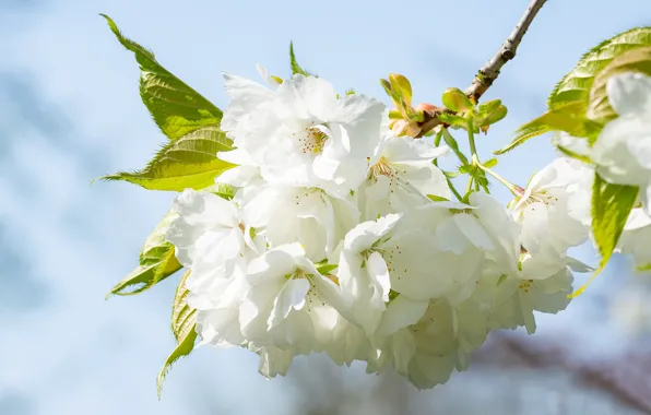Picture flowers, branch, spring, Sakura, white