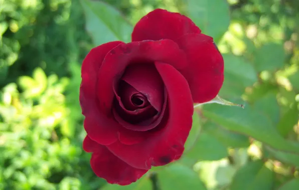 Picture flower, background, rose, red, Meduzanol ©