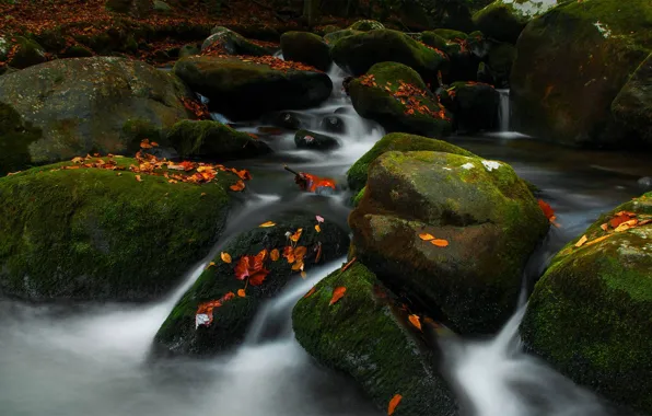 Picture autumn, stream, stones, USA, Tn, Great Smoky Mountains National Park, Roaring Fork