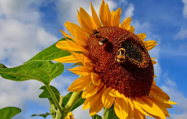 Picture the sky, insects, nature, bumblebees, sunflower