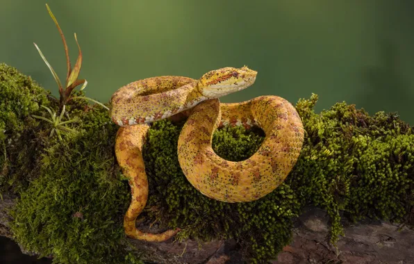 Picture background, moss, snake, log, yellow, reptile