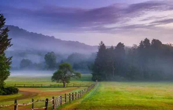 Picture trees, fog, dawn, the fence, morning, meadow, PA, Pennsylvania, Лигонье, Ligonier