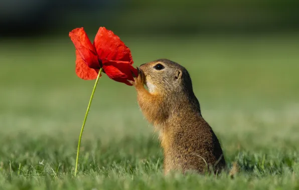 Picture flower, grass, nature, animal, Mac, gopher, animal, rodent