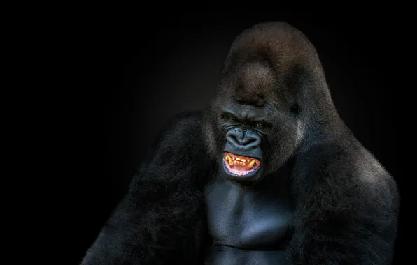 Picture look, face, King Kong, portrait, wool, power, monkey, mouth, gorilla, grin, black background, aggression, the …