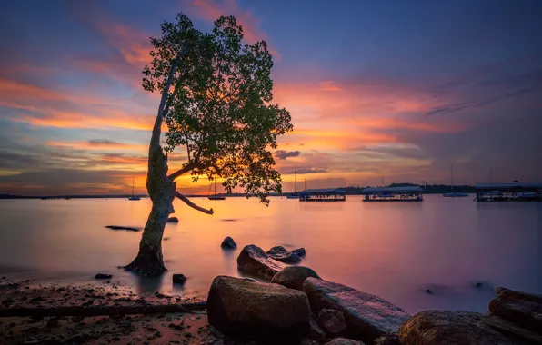 Picture clouds, tree, Singapore, glow, Quay Changi