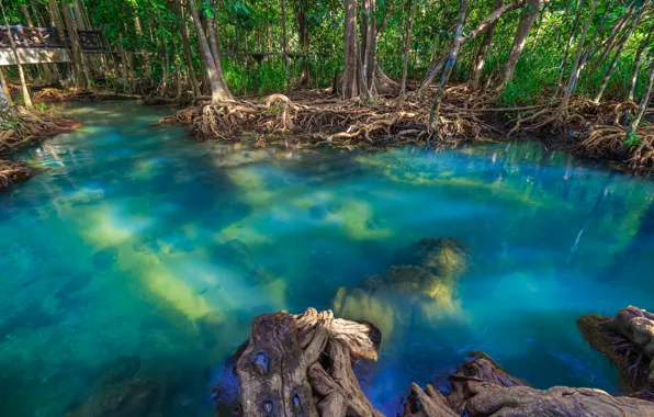 Picture forest, lake, river, forest, tropical, landscape, beautiful, lake, tree, tropical, mangrove, emerald, mangrove