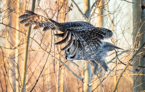 Picture flight, branches, owl, bird, wings, feathers, bokeh, owl