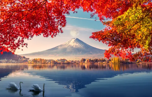 Picture autumn, swans, Fuji