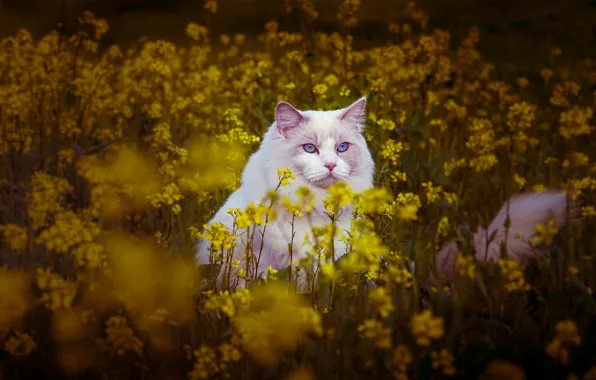 Picture field, cat, cat, flowers, glade, meadow, white, ragdoll