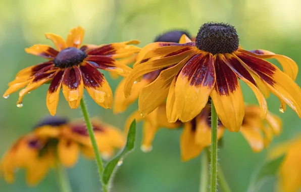 Picture flowers, yellow, rudbeckia