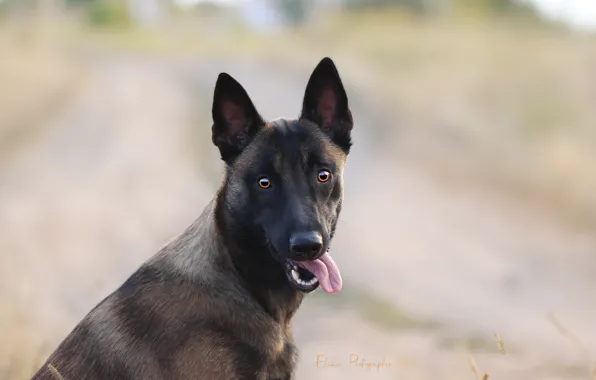 Picture look, background, each, dog, shepherd, Malinois
