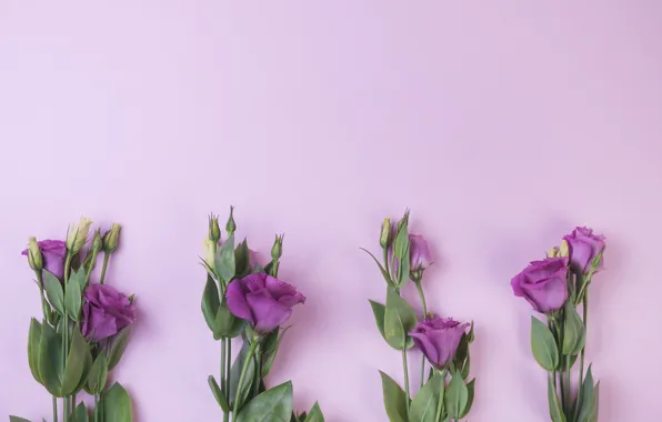 Picture purple, flowers, background, flowers, purple, eustoma, eustoma