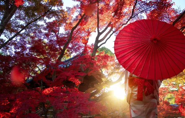 Picture autumn, girl, light, trees, branches, red, Park, foliage, umbrella, Japan, kimono, Asian, red leaves
