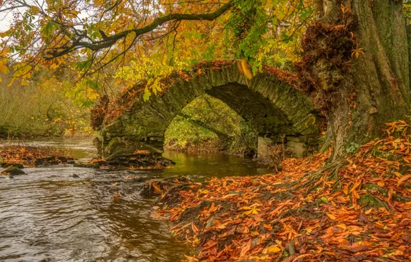 Picture autumn, trees, bridge, river, Ireland, Ireland, fallen leaves, River Boyne, Река Бойн, Babes Bridge