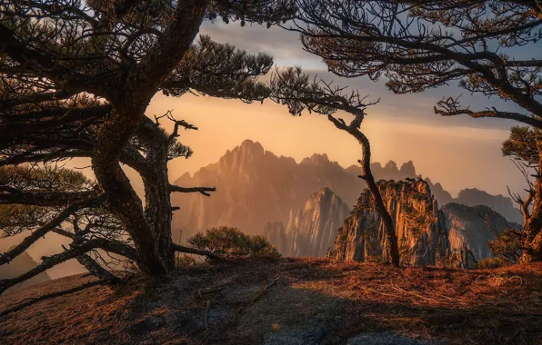 Picture trees, mountains, branches, fog, rocks, dawn, morning, pine