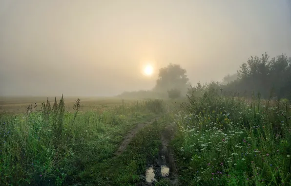 Picture field, grass, the sun, trees, flowers, fog, dawn, morning