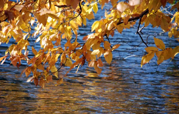 Picture leaves, branches, the ripples on the water, the colors of autumn