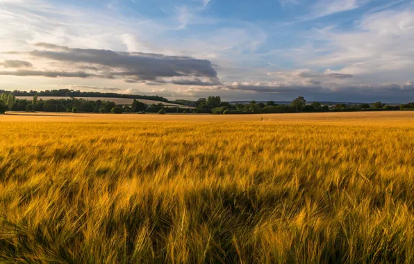 Picture the sky, rye, ears, cereals, rye field