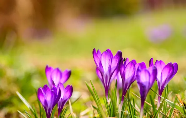 Picture greens, light, glade, bright, spring, crocuses, lilac