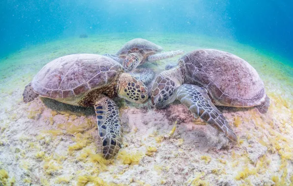 Picture sea, underwater world, sea turtle, turtles, морские черепахи