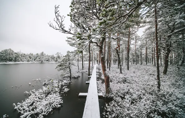 Picture winter, nature, river