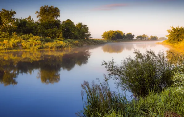 Picture grass, trees, fog, river, shore, morning, pond